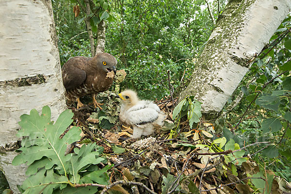 Wespenbussard (Pernis apivorus)