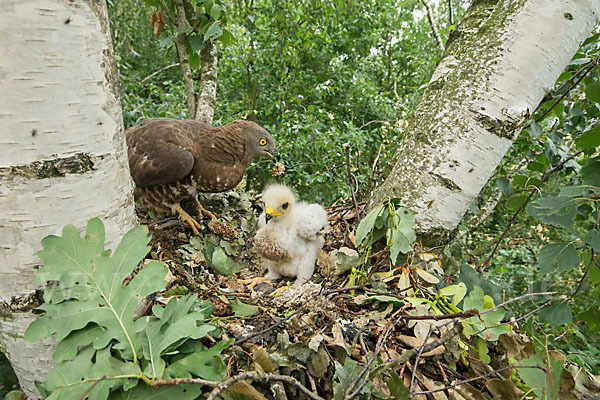 Wespenbussard (Pernis apivorus)