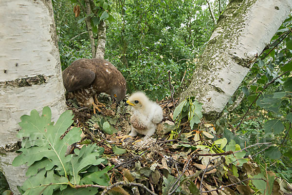 Wespenbussard (Pernis apivorus)