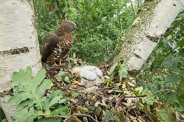 Wespenbussard (Pernis apivorus)