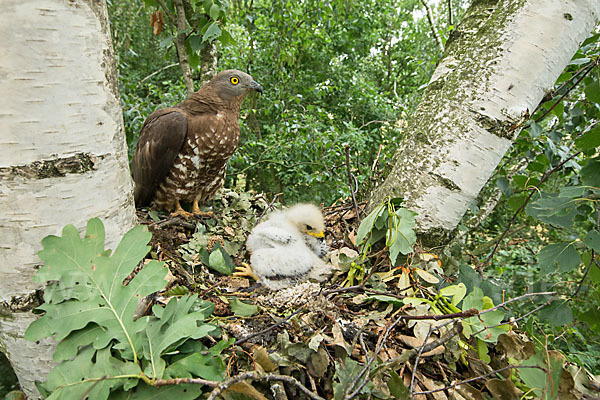 Wespenbussard (Pernis apivorus)