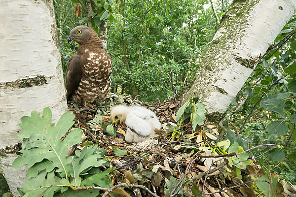 Wespenbussard (Pernis apivorus)