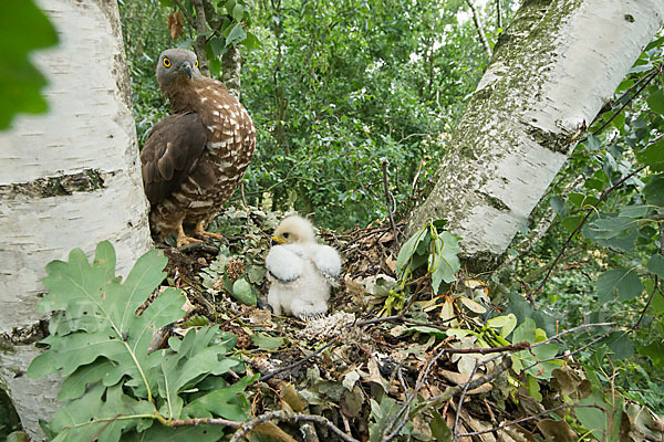 Wespenbussard (Pernis apivorus)