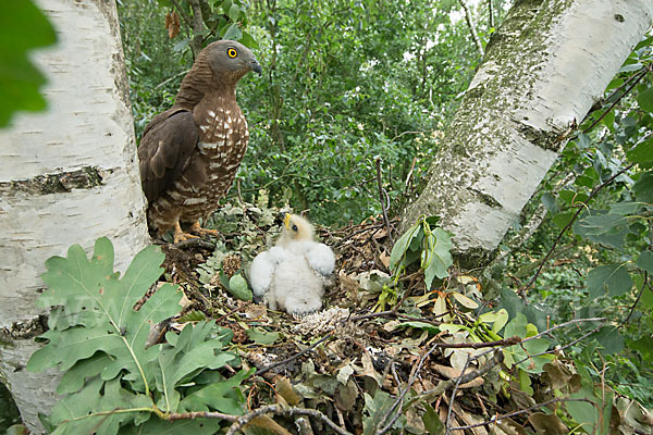 Wespenbussard (Pernis apivorus)