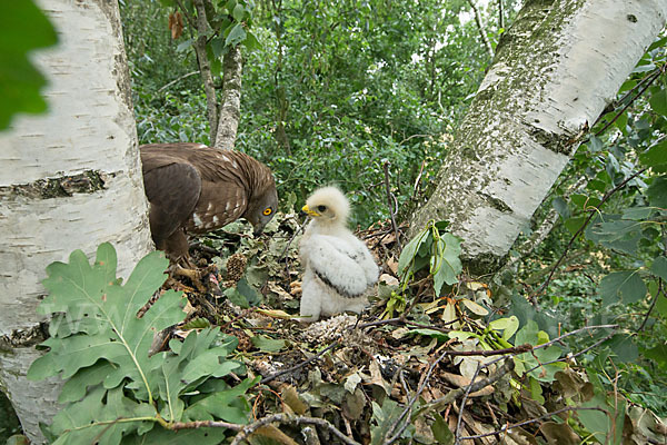 Wespenbussard (Pernis apivorus)