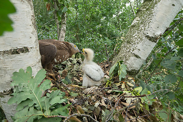 Wespenbussard (Pernis apivorus)