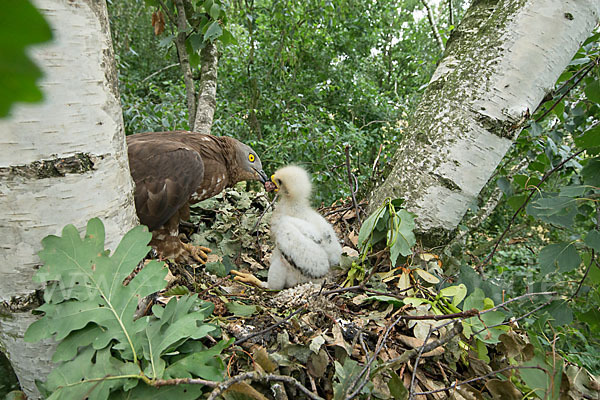 Wespenbussard (Pernis apivorus)