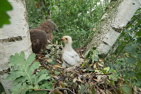 Wespenbussard (Pernis apivorus)