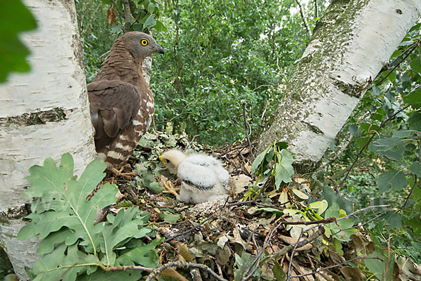 Wespenbussard (Pernis apivorus)