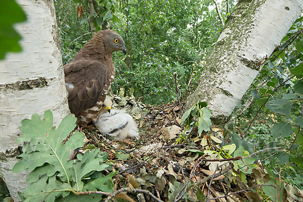 Wespenbussard (Pernis apivorus)