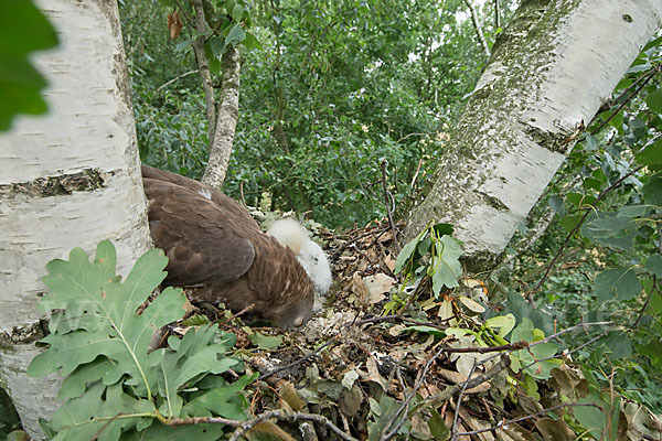 Wespenbussard (Pernis apivorus)