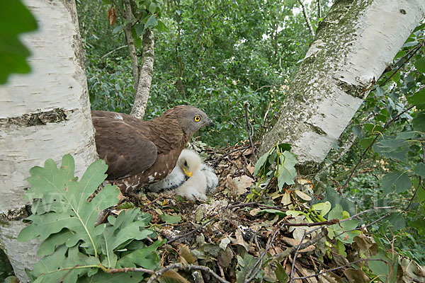 Wespenbussard (Pernis apivorus)