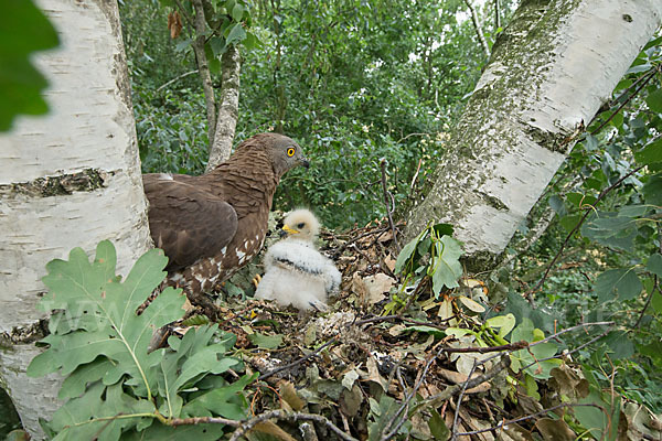 Wespenbussard (Pernis apivorus)