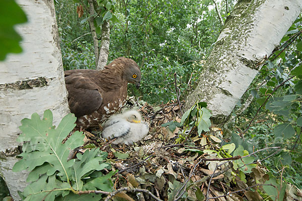 Wespenbussard (Pernis apivorus)