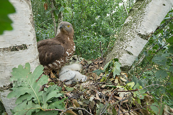 Wespenbussard (Pernis apivorus)