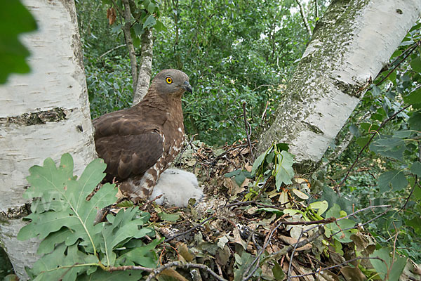 Wespenbussard (Pernis apivorus)