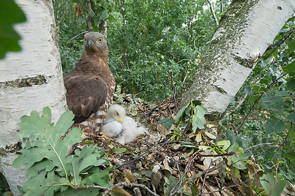 Wespenbussard (Pernis apivorus)