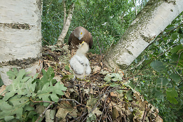 Wespenbussard (Pernis apivorus)