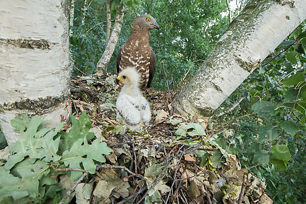 Wespenbussard (Pernis apivorus)