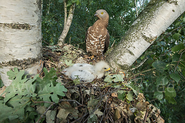 Wespenbussard (Pernis apivorus)