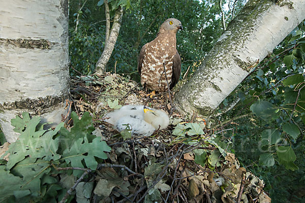 Wespenbussard (Pernis apivorus)