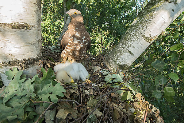 Wespenbussard (Pernis apivorus)