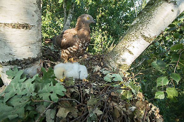 Wespenbussard (Pernis apivorus)