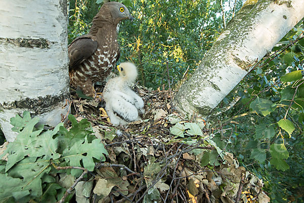 Wespenbussard (Pernis apivorus)