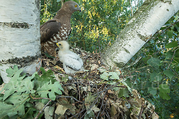 Wespenbussard (Pernis apivorus)