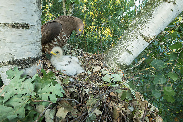 Wespenbussard (Pernis apivorus)