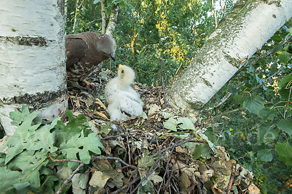 Wespenbussard (Pernis apivorus)