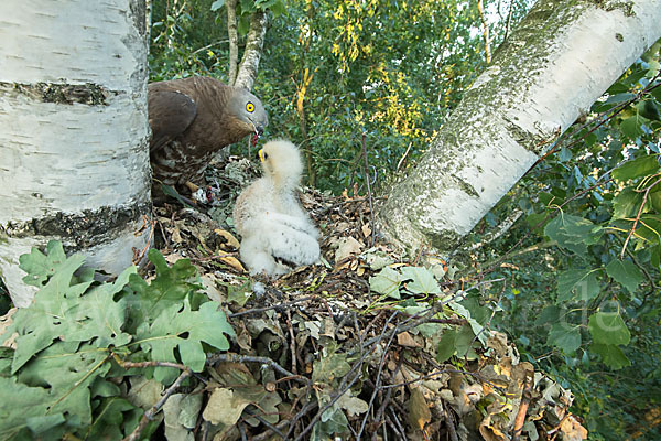 Wespenbussard (Pernis apivorus)