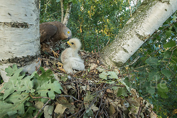 Wespenbussard (Pernis apivorus)