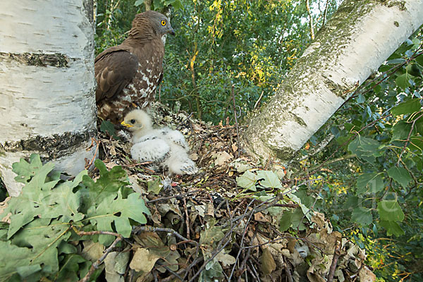 Wespenbussard (Pernis apivorus)