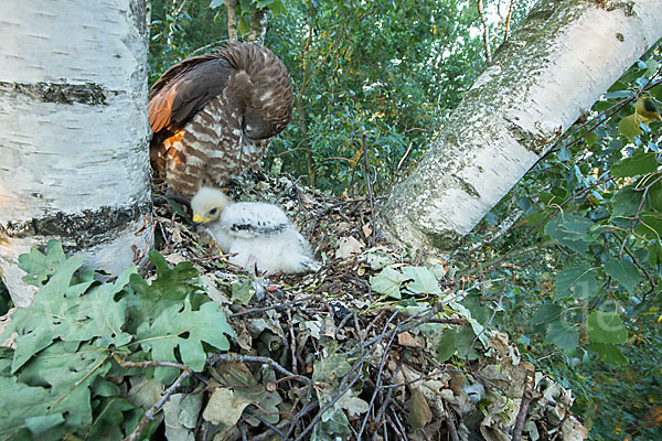 Wespenbussard (Pernis apivorus)