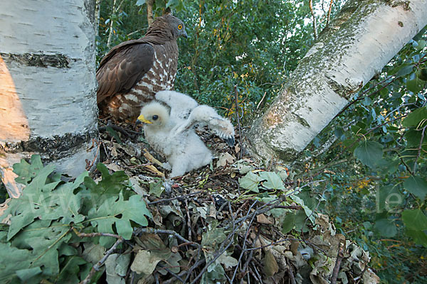 Wespenbussard (Pernis apivorus)