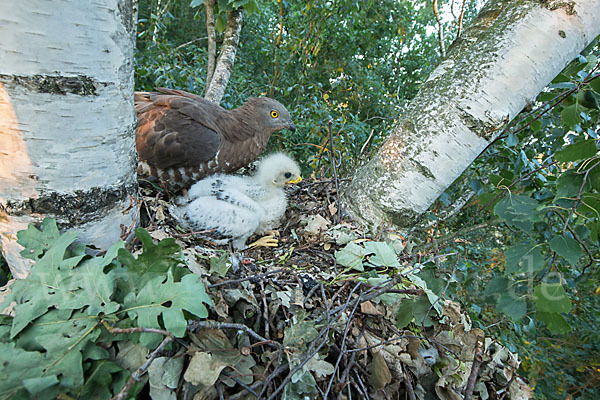 Wespenbussard (Pernis apivorus)