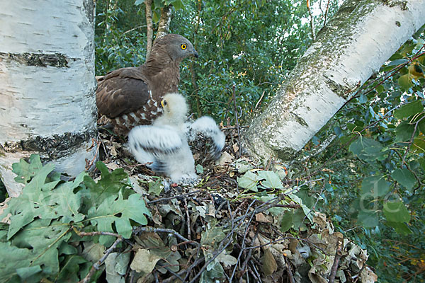 Wespenbussard (Pernis apivorus)