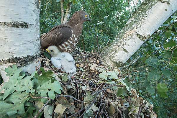 Wespenbussard (Pernis apivorus)