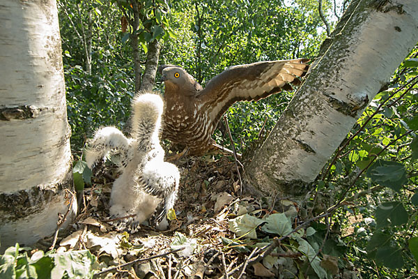 Wespenbussard (Pernis apivorus)