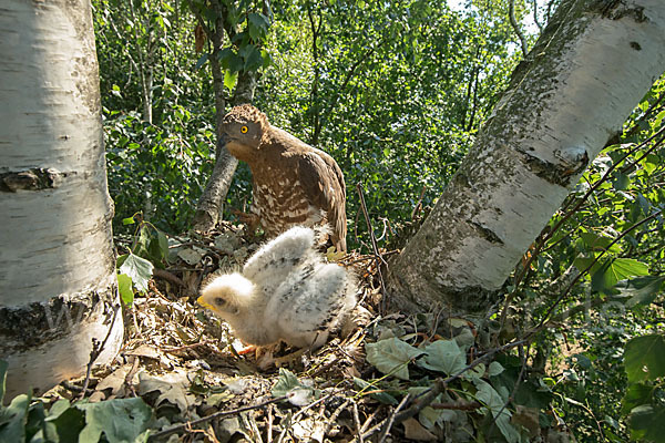 Wespenbussard (Pernis apivorus)