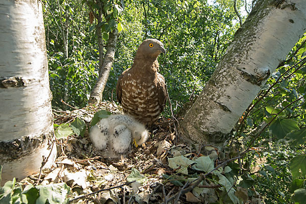 Wespenbussard (Pernis apivorus)