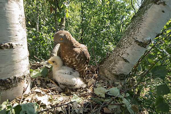 Wespenbussard (Pernis apivorus)