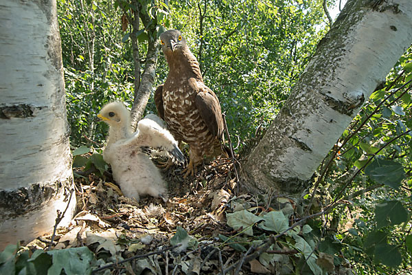 Wespenbussard (Pernis apivorus)