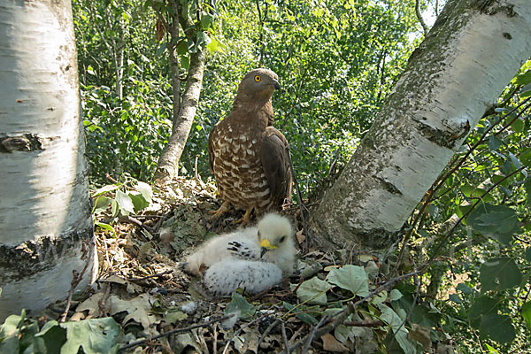 Wespenbussard (Pernis apivorus)