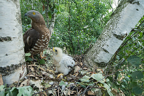 Wespenbussard (Pernis apivorus)