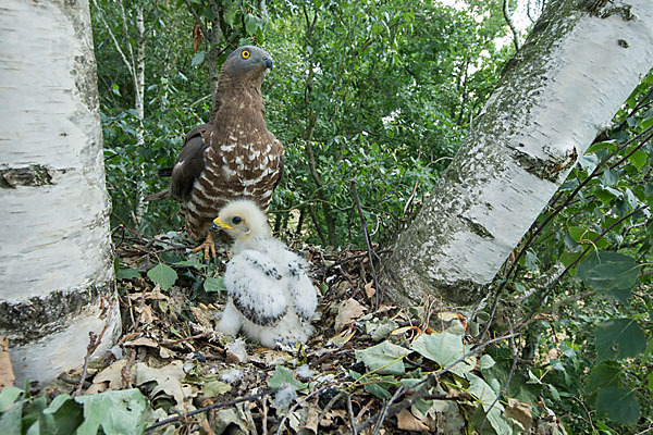 Wespenbussard (Pernis apivorus)