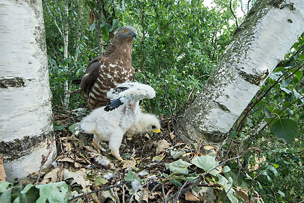 Wespenbussard (Pernis apivorus)