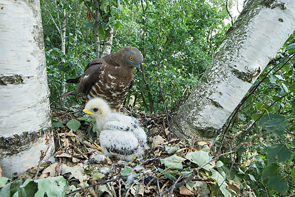 Wespenbussard (Pernis apivorus)