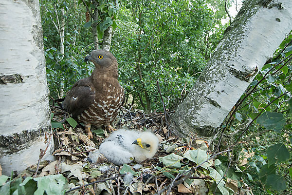 Wespenbussard (Pernis apivorus)